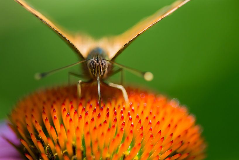 Der Maikäfer von Danny Slijfer Natuurfotografie