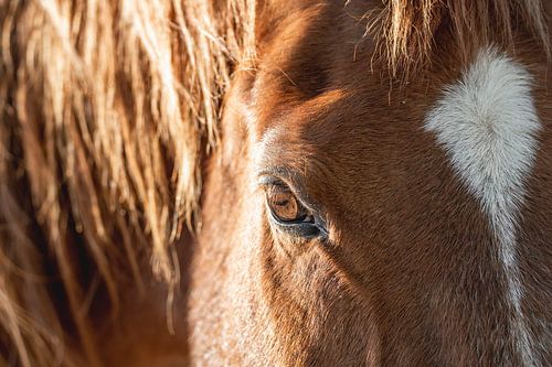Paard Fluistering van Licht