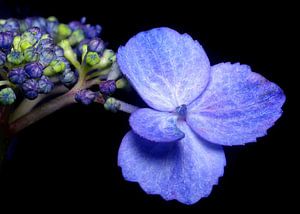 Französische Hortensie von Marlies Prieckaerts