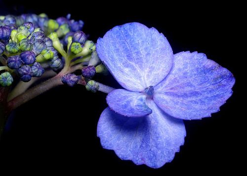 French Hydrangea