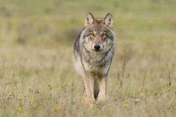 The Wolf in the Netherlands by Menno Schaefer