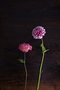 Roze Dahlias bloemen op een houten tafel van Nfocus Holland