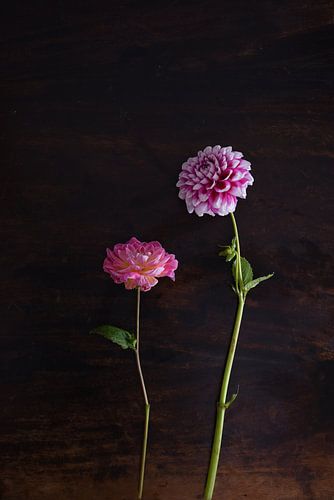 Roze Dahlias bloemen op een houten tafel