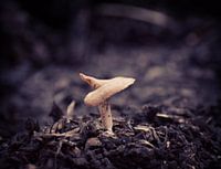Spiral mushroom on wet wood chips