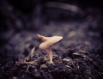 Spiralförmiger Pilz auf nassen Holzspänen von Laurens Balvert