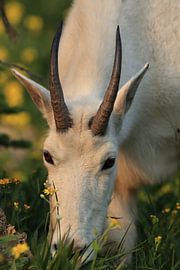 Schneeziege (Oreamnos americanus), Glacier National Park, Montana, Rocky Mountains,USA von Frank Fichtmüller