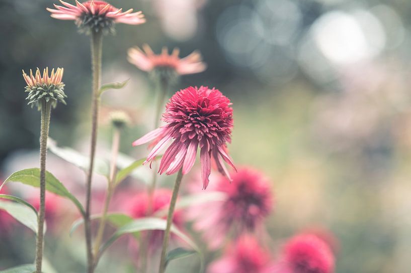 Blumen Teil 187 von Tania Perneel