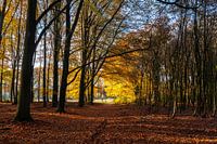 Belles couleurs d'automne dans le Speulderbos