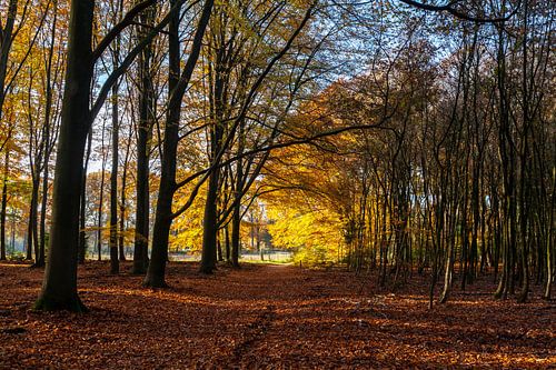 Prachtige herfstkleuren in het Speulderbos