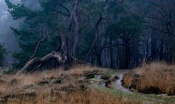 kamistig cart track.