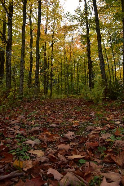 A path in the forest in autumn by Claude Laprise