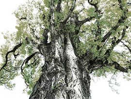 Tree Magic 118 - Nightfall! van MoArt (Maurice Heuts)