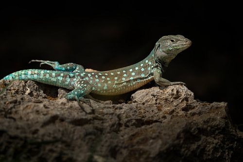 Lézard d'Aruba