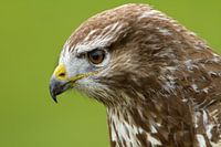 Buzzard