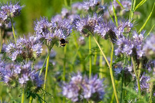 Paarse bloeiende Phacelia bloemen