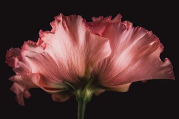 Roze Lisianthus | Werk aan de muur bloemen van Sandra Hazes