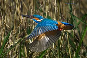 IJsvogel mannetje in vlucht