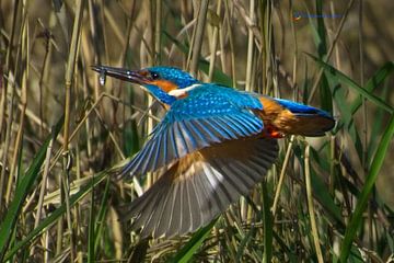 Kingfisher male in flight by AudFocus - Audrey van der Hoorn