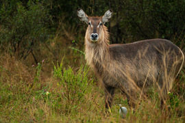 Female Waterbuck Standing in Grassland with a Little Egret by Johannes Jongsma