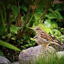 two sparrows on a stone by Miny'S thumbnail
