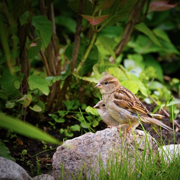 two sparrows on a stone by Miny'S