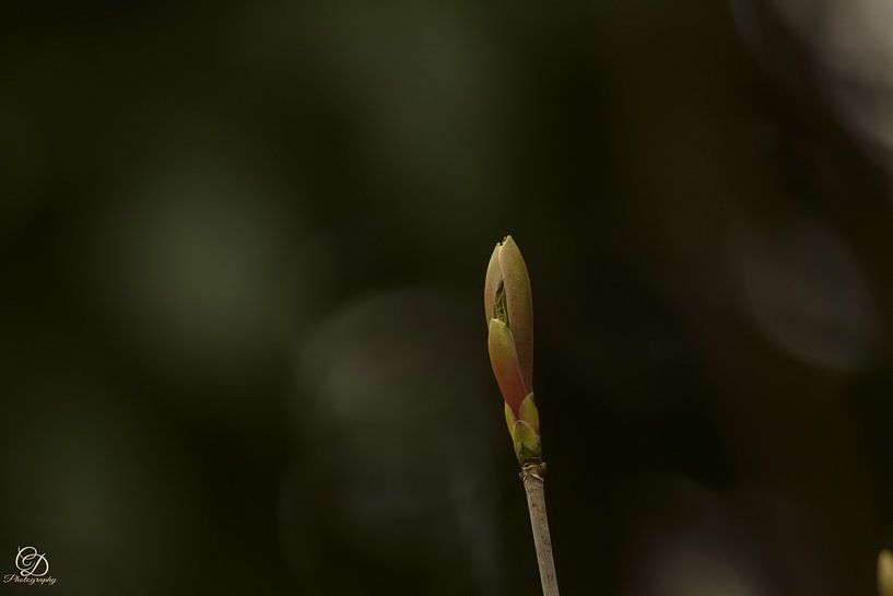 spring by cd_photography