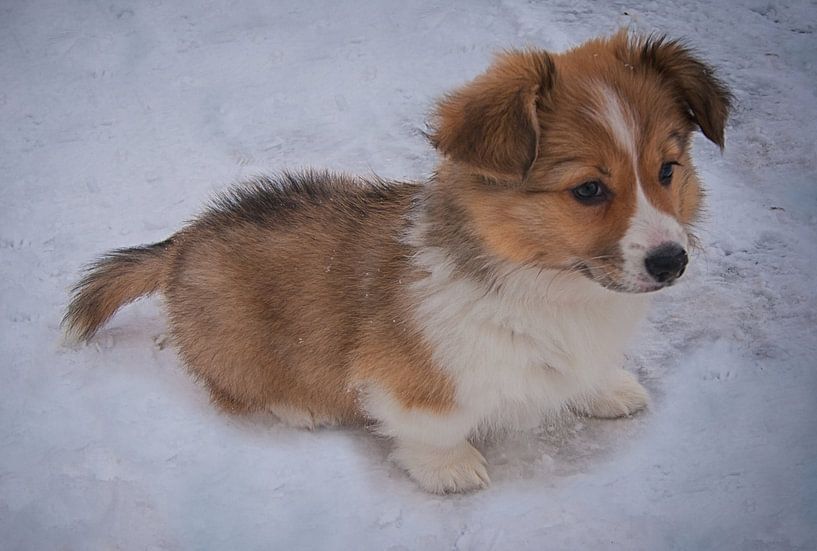 Welshcorgi in de sneeuw 2 van Michel van der Vegt