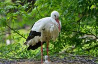 Ooievaar met baby in nest van LuCreator thumbnail