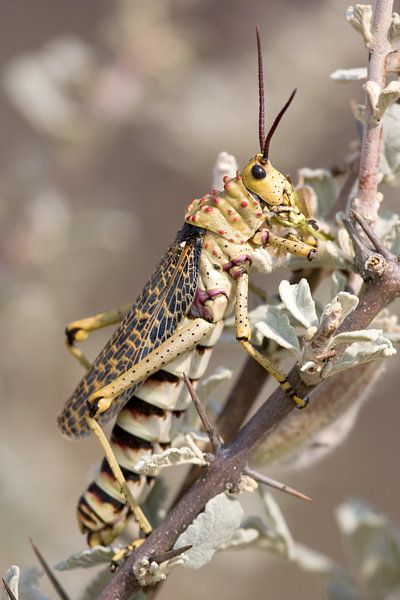 Locust by Angelika Stern
