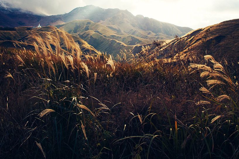 Goldenes Gras von Walljar