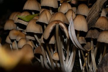 paddenstoelen van manon vermeulen