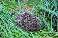 IGEL IM GRAS von Claudia Evans Miniaturansicht