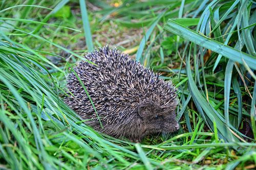 De egel zit in het groene gras