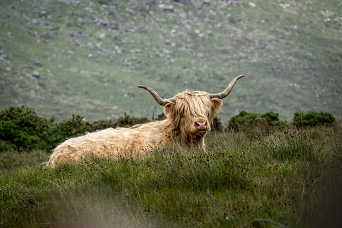 Highlander in an Irish landscape