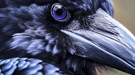 Le corbeau sur Frank Heinz