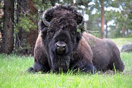 Krachtige bizon ligt te herkauwen sur Peter Mooij