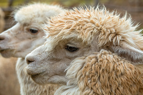 Two Alpaca  koppen in close up van Patricia Hofmeester