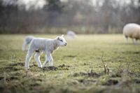 Lamb in a field