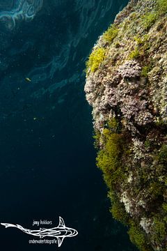 rots onderwater van Joey Bokkers