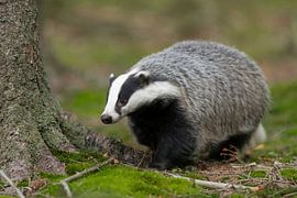 European Badger (  Meles meles ) on its way through a forest.