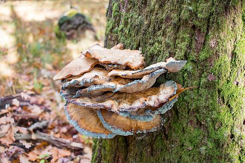 Paddenstoelen op boomstam in herfstbos met natuurlijke structuren