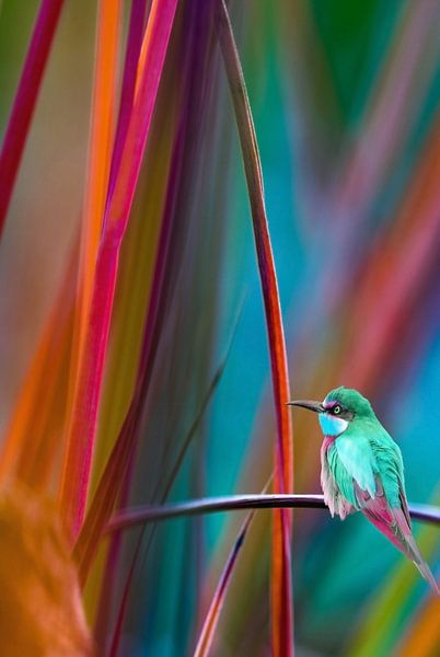 Camouflage by Jacky