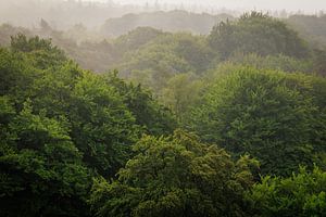 Baumkronen von oben - De Kaap - Thorn