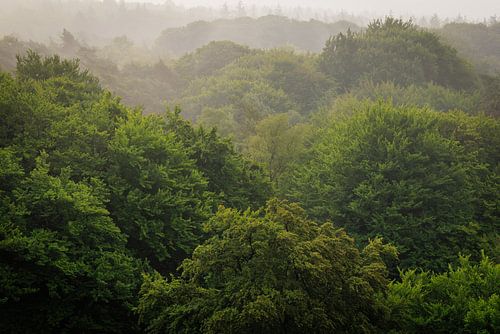 Bomenkruinen van boven - De Kaap - Doorn