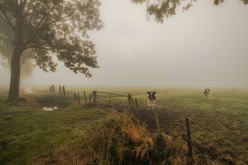 Neugierige Kühe in einer typisch niederländischen Polderlandschaft von Moetwil en van Dijk - Fotografie