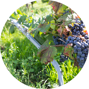 Druiventak wijngaard Frankrijk