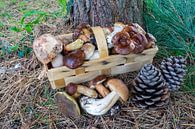 verse champignons in een mandje van Animaflora PicsStock thumbnail