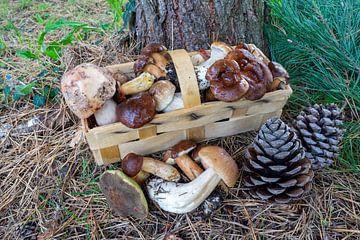frische Pilze in einem Korb von Animaflora PicsStock