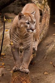 Il marche le long d'une bûche et regarde avec intérêt. Puissant gros chat puma sauvage américain (co sur Michael Semenov