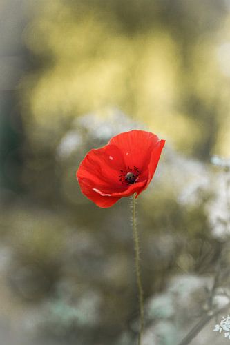 Red poppy